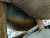 Horse creampi by a huge cock